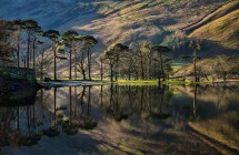 Buttemere Pines, Roger Poyser
