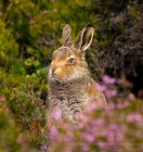 Mountain Hare, Helen Jones