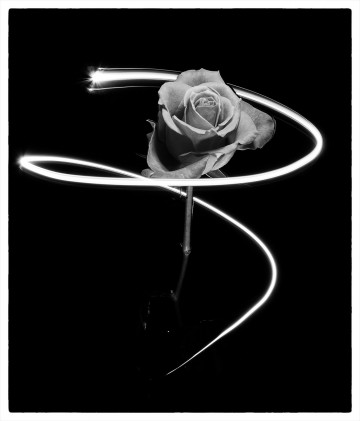 Rose surrounded by light, Hazel Cushing