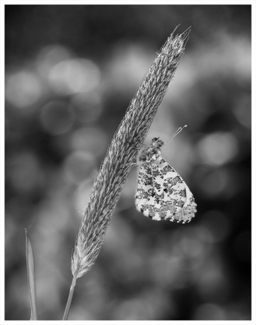Orange-tip butterfly, Lindsey Bowes