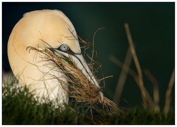 Bempton: Gannet, David Ireland