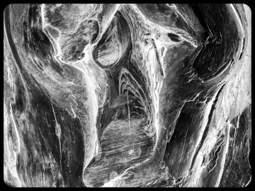 Bark: The Scream, Roger Walton