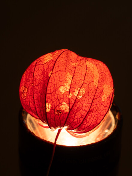 Relight the lantern, Wendy Darley