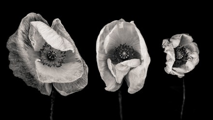 Fading, Alan Shapiro
