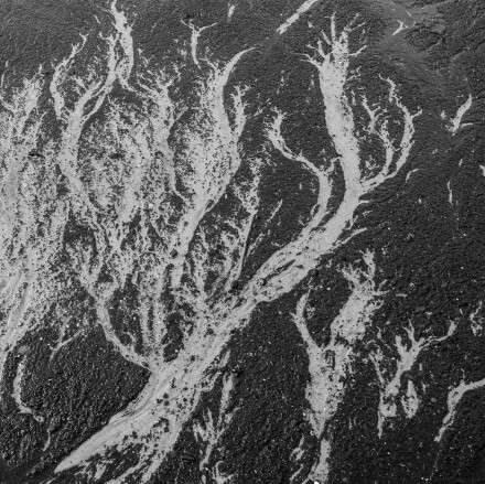 Beach trees, Kath Turner