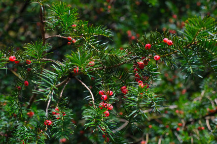 Autumn berries, Mike Suttill