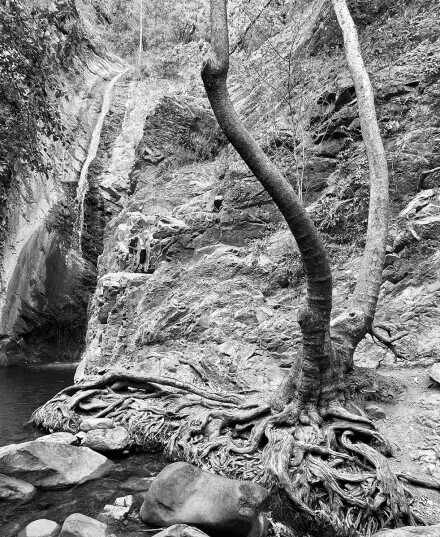 Tree or waterfall, Heather Sealy-Lewis