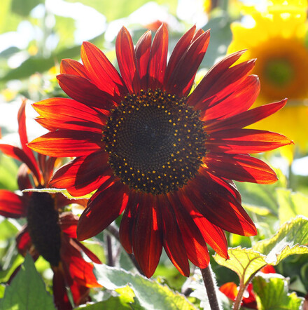 Sunflower, Lynda Atkinson