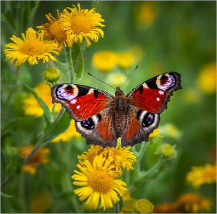 Peacock butterfly,  Roger Poyser
