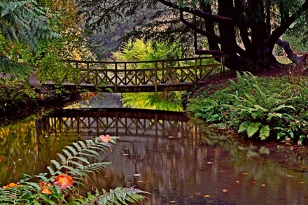 Bridge from the shadows, David Whitham