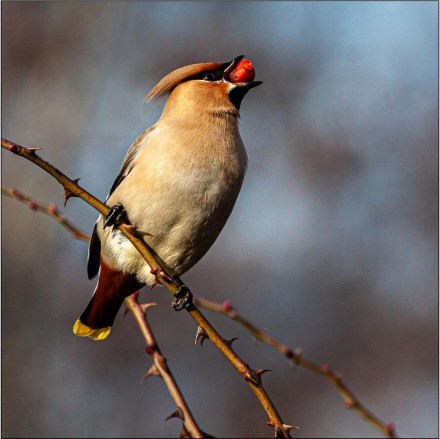 Waxwing feeding, Roger Poyser