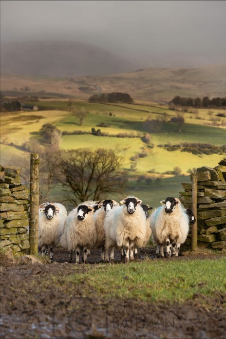 Homeward bound © Amy Bateman