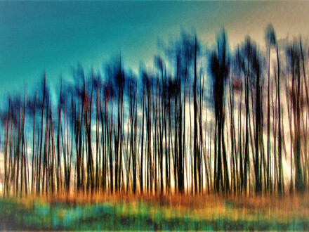 Winter trees on Mull, Andy Chamings