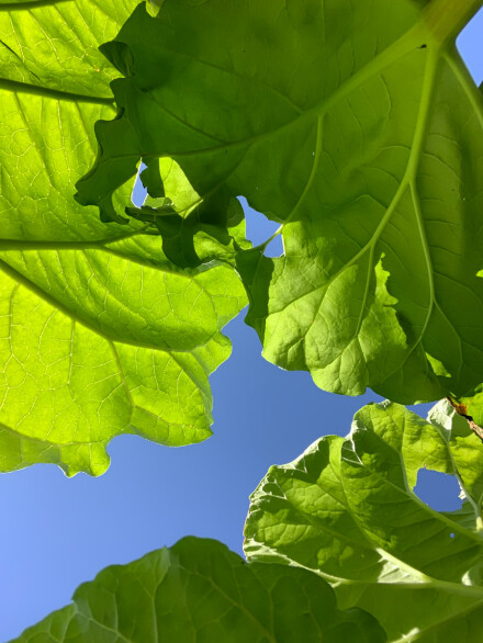 Underneath the rhubarb, Wendy Darley