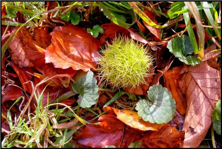 Autumn collage, Sue Hoggett