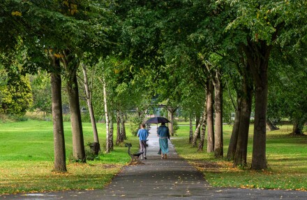 Tree lined walk, Wendy Darley