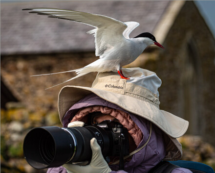 Arctic Tern, Roger Poyser