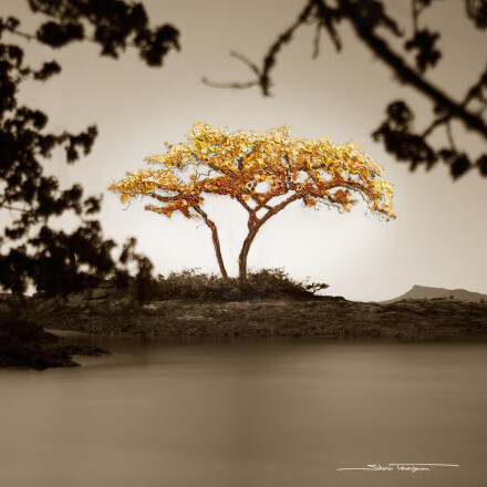 Galiano Tree © Sharon Tenenbaum