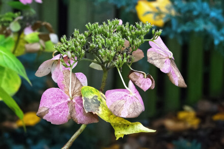 Just a few flowers left, Alan Walker