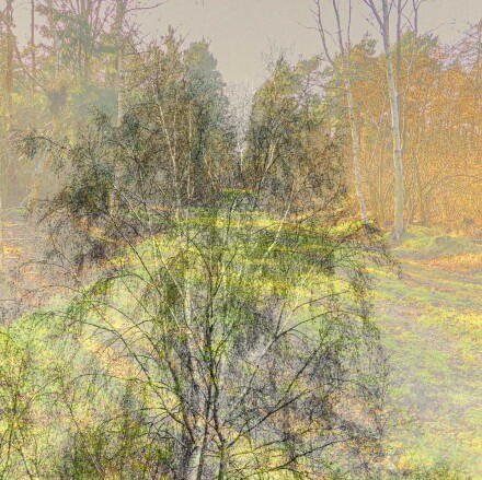 Birch trees, Bryan Stanton