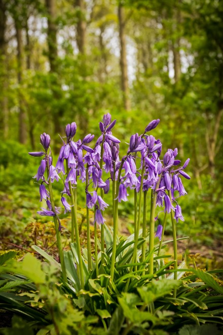 Bluebell Wood, Renewal and Hope, David Ireland