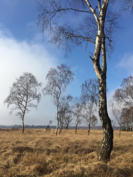 Strensal Common, Jocelyn Hayes