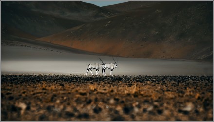 Oryx, © Solly Levi