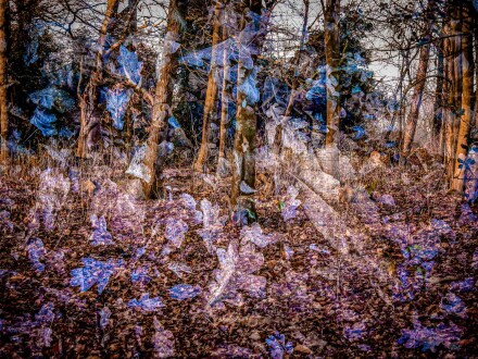 Oak wood, Bryan Stanton