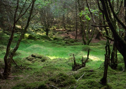 Fairy wood, Mike Darley