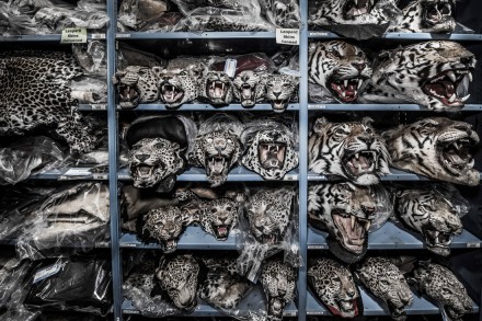 Big Cats © Britta Jaschinski