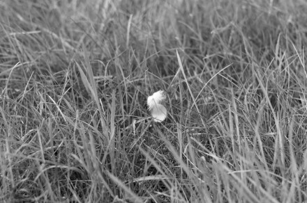 Hope is the thing with feathers #5, Rob Swallow