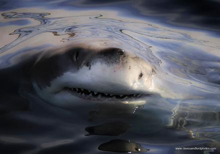 DaveSandford_SurfaceTension_1024x1024