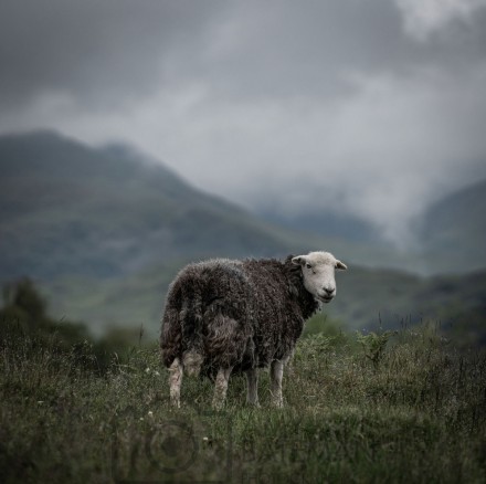 Moody © Amy Bateman