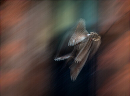 Pigeon on the move, Roger Poyser