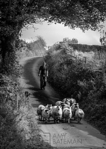 Coming Home © Amy Bateman