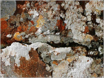 Lichen of Mhuile, Andy Chamings