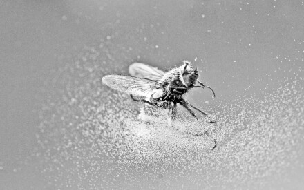 House fly, Malcolm Beetham