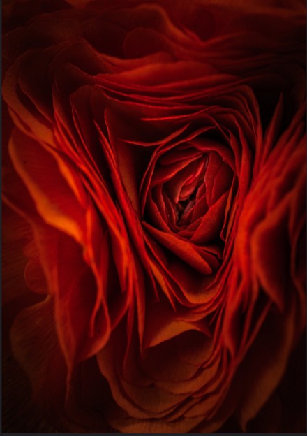 Remorse, Alan Shapiro