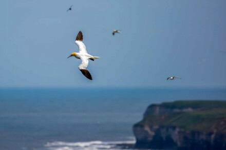 Bempton cliffs, Graham White