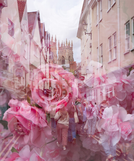 Blooming York, Andy Towse