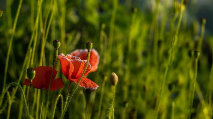 Poppy in late light, Bryan Stanton