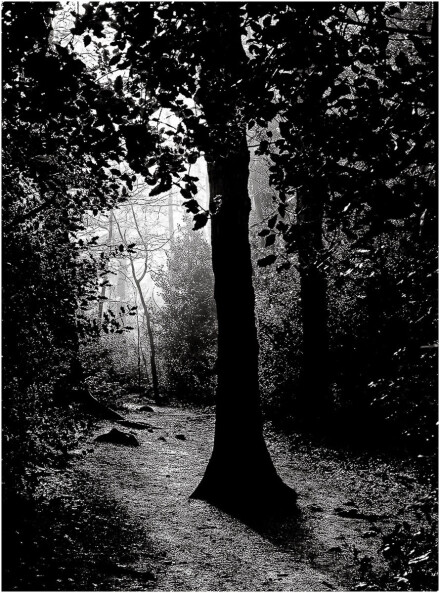 Into the woods, John Saunders