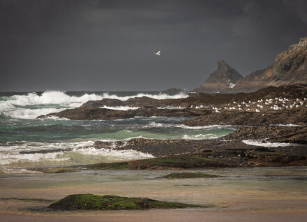 Lone flying gull, Chris Sharples