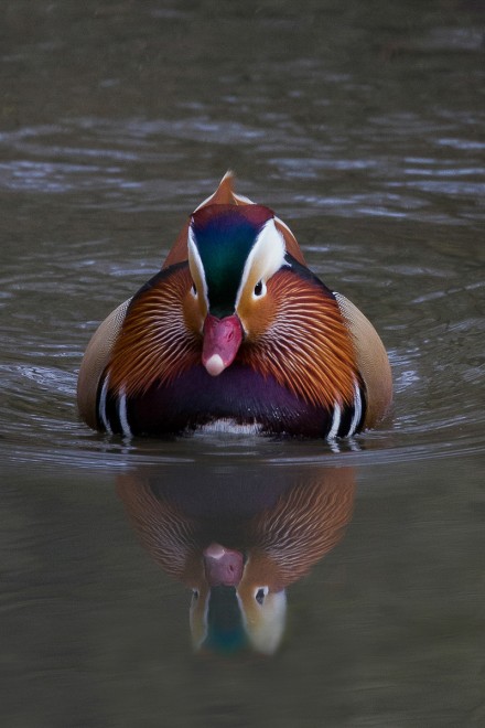 Mandarin duck at Adel dam, Graham White