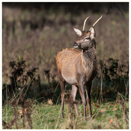Red deer Prickett, Lindsey Bowes
