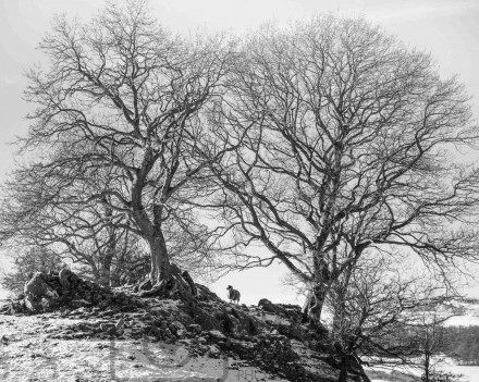 Solitude © Amy Bateman