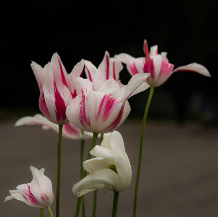 Flowers, Bryan Stanton