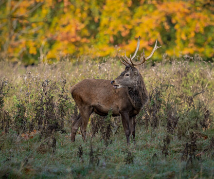 Autumn gold, Martin Holyoak