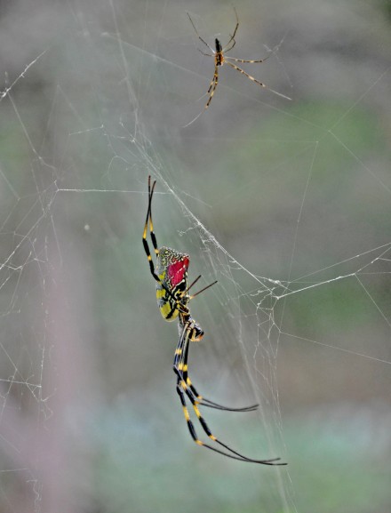 Come hither if you dare, Malcolm Beetham