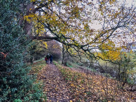 Fall, Martin Holyoak